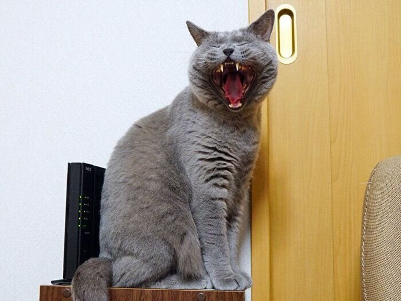 コワい かわいい 猫のあくび顔 本日もねこ晴れなり Vol 307 ねこのきもちweb Magazine コワい かわいい 猫のあくび顔 本日もねこ晴れなり Vol 307 ねこのきもちweb Magazine