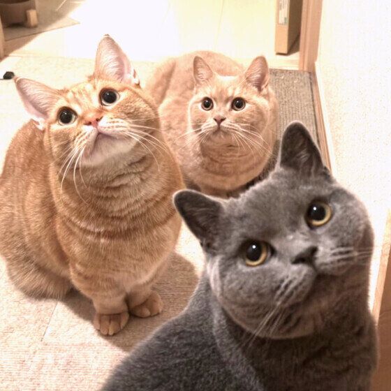 上を見つめる3頭の猫