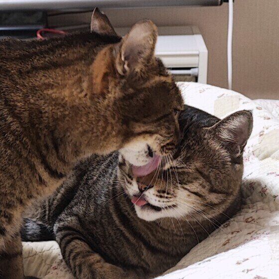 MIXのマロンくん