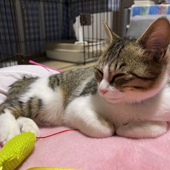 そばで一緒に寝るキジトラ猫