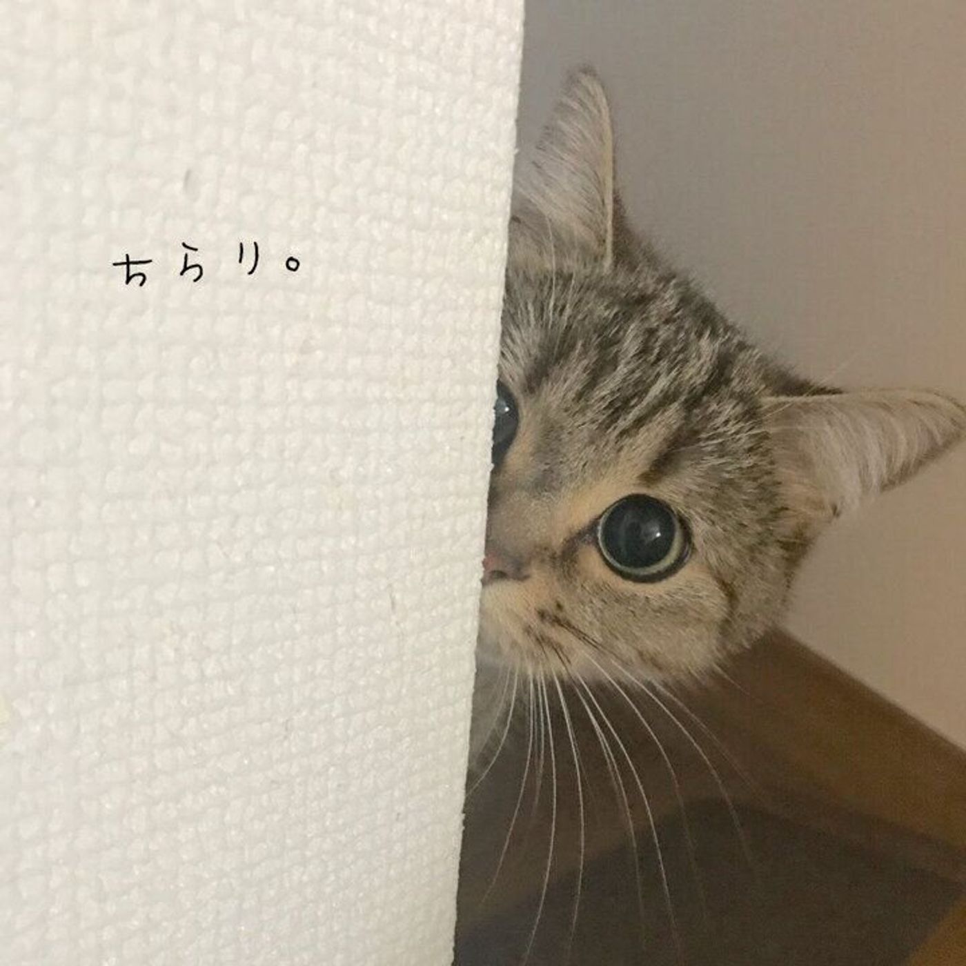 猫は飼い主さんのことが興味深々 うちのコの 覗き見ランキング やってみました 笑 ねこのきもちweb Magazine 猫は飼い主さんのことが興味深々 うちのコの 覗き見ランキング やってみました 笑 ねこのきもちweb Magazine