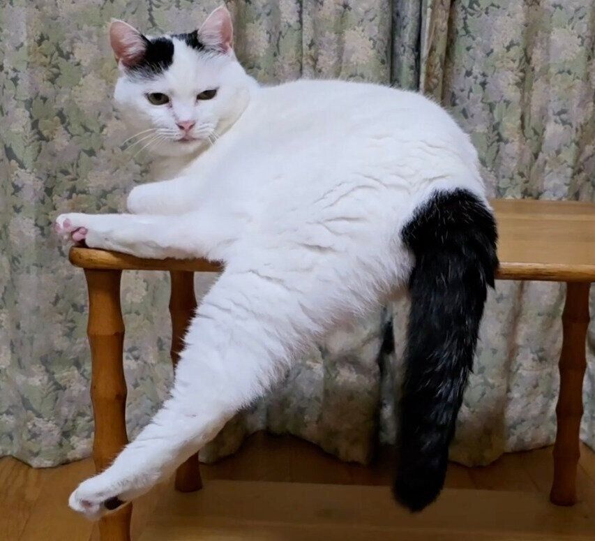 しっぽをぶら〜んとさせるチロちゃん