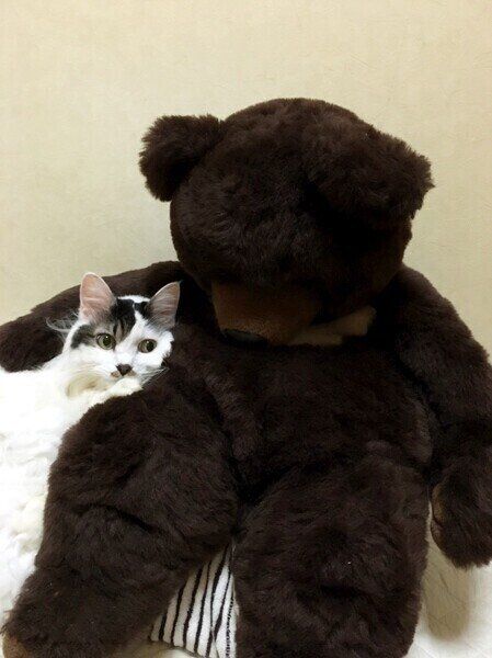 メインクーンのmerumoちゃん