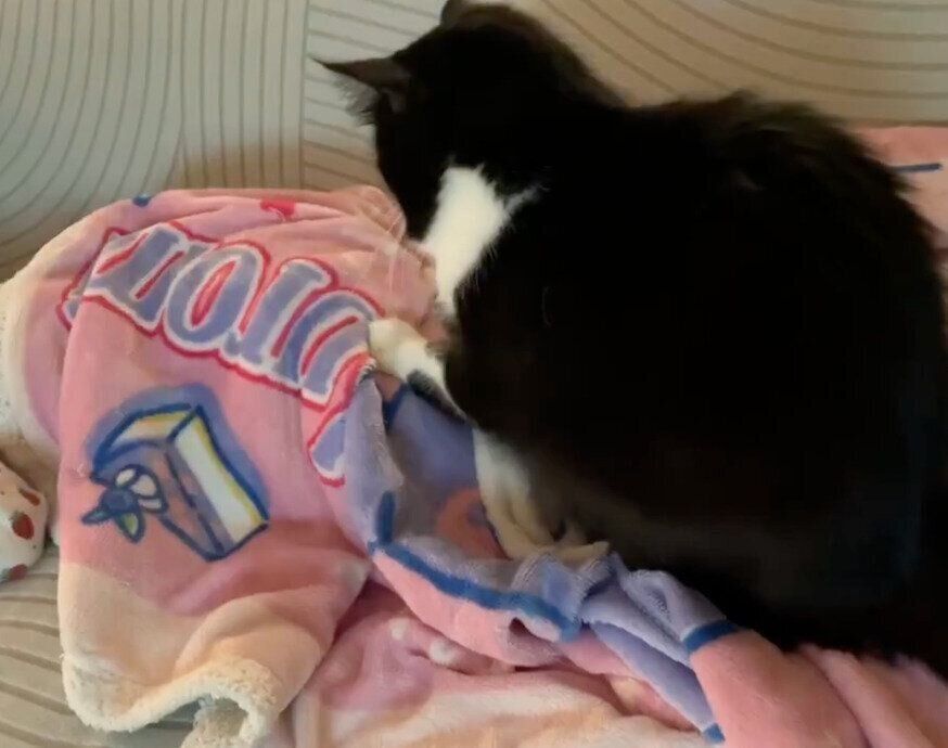 お昼寝中の娘さんにふみふみするノルくん