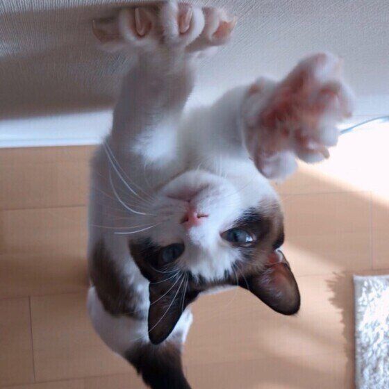 ごはんを欲しがる猫