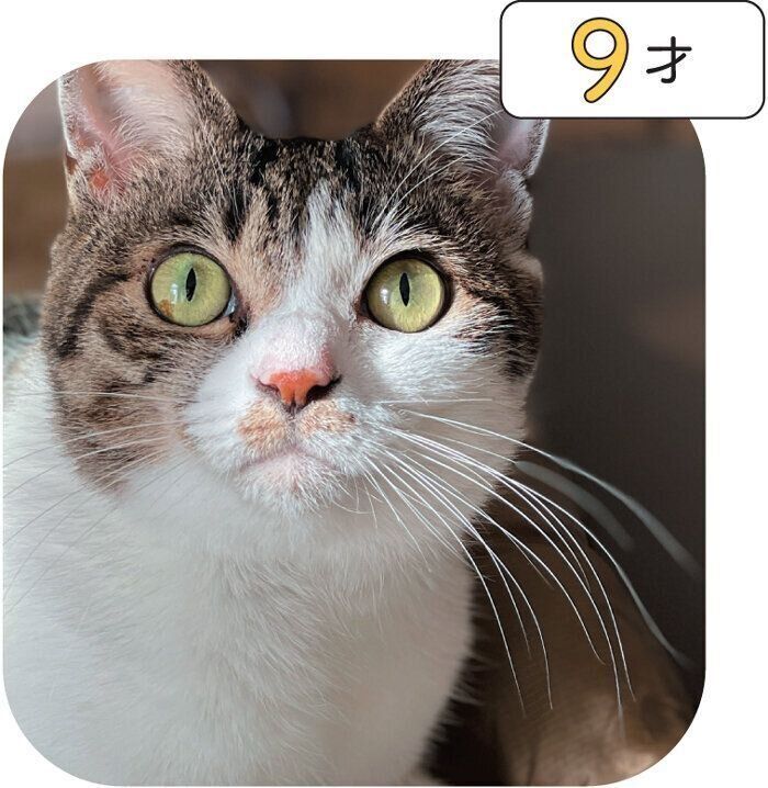 シニア猫のヒゲ