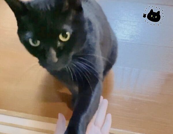 オテをするろんさん