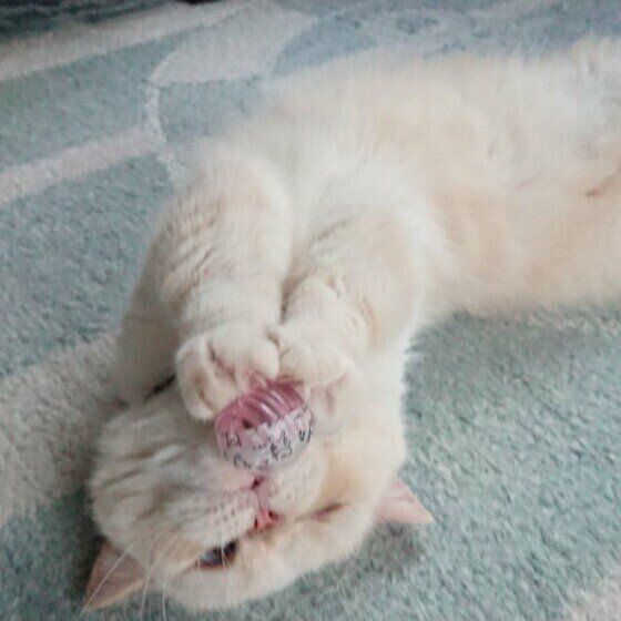 マタタビボールで遊ぶミヌエットのさねすけくん