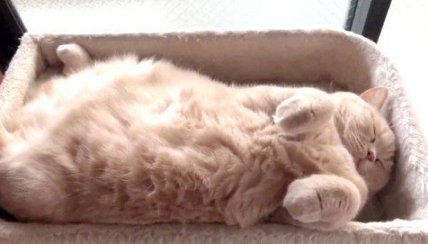 気持ちよさそうに眠るみかんちゃん