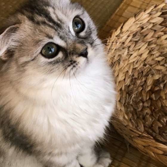 見上げるスコティッシュフォールド・ロングヘア