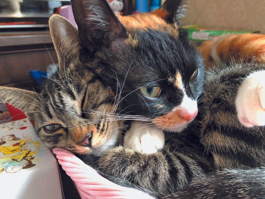 画像／ねこのきもち2019年11月号『保護猫ストーリー』