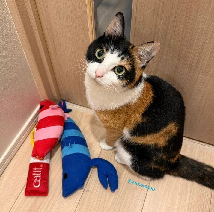 おもちゃを運んできたなっちゃん