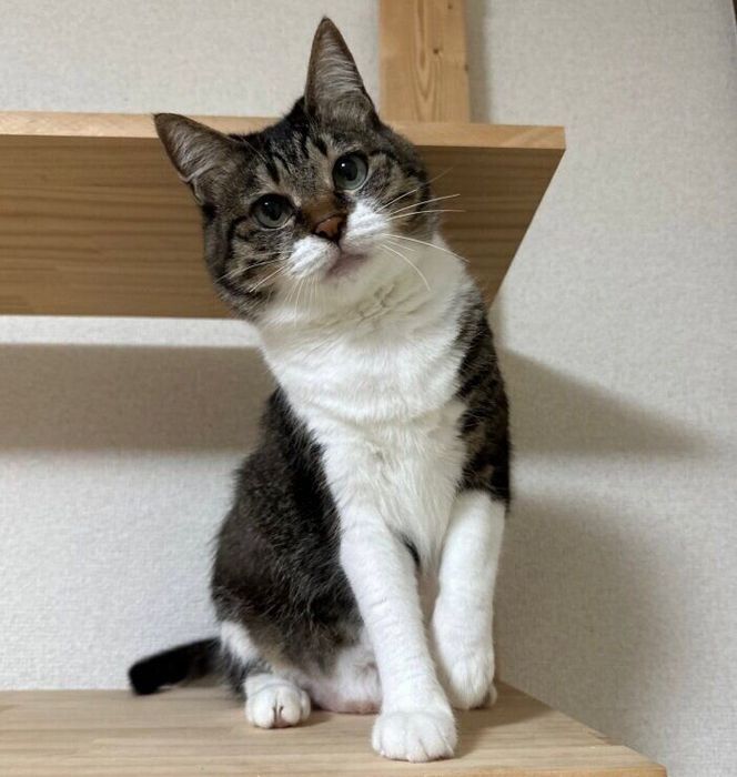 ちょこんと座るパセリちゃん