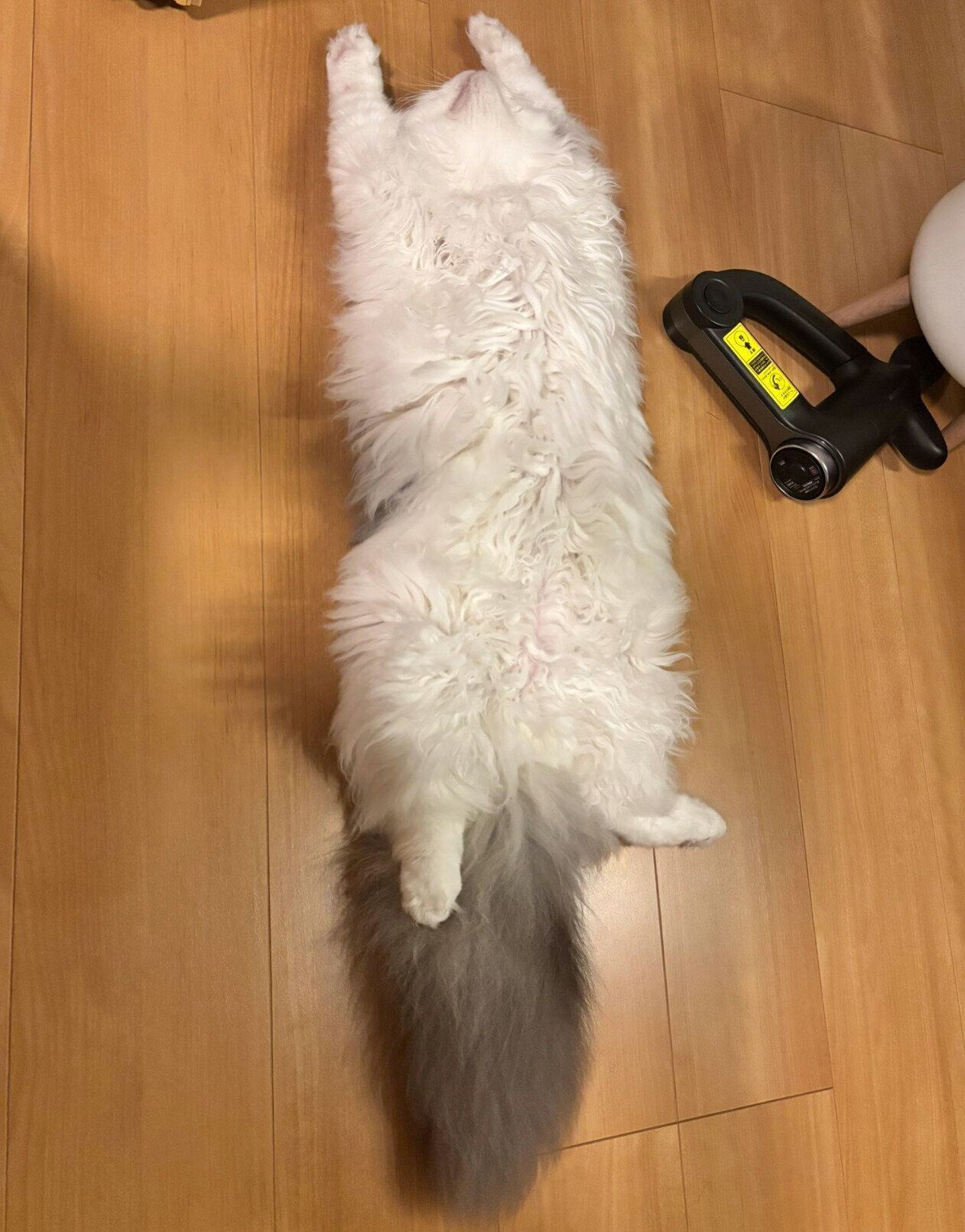 ヘソ天&バンザイ寝をするトロくん