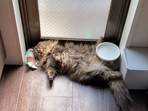 仰向けで寝るはまちくん