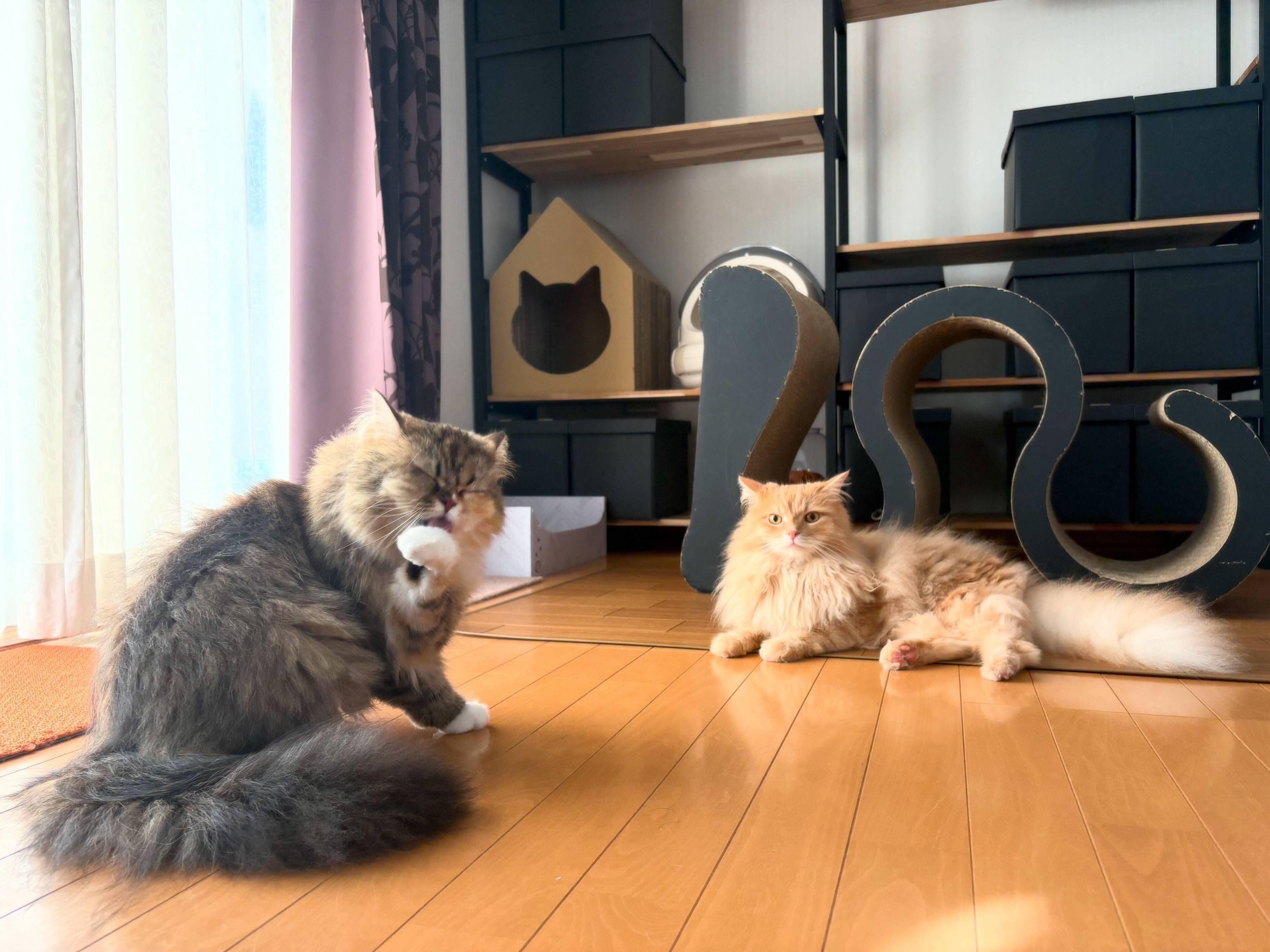 まったりするりんちゃん、つむぎくん