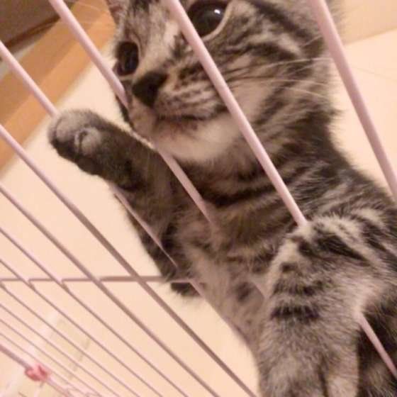 見つめるアメリカンショートヘア