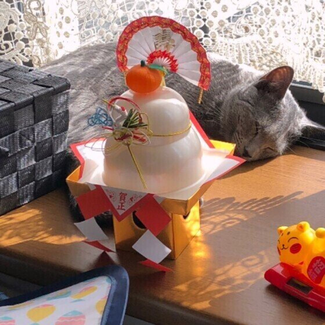 猫にとっては危険がいっぱい 猫が誤食しやすい お正月関連のモノ ねこのきもちweb Magazine 猫にとっては危険がいっぱい 猫が誤食しやすい お正月関連のモノ ねこのきもちweb Magazine