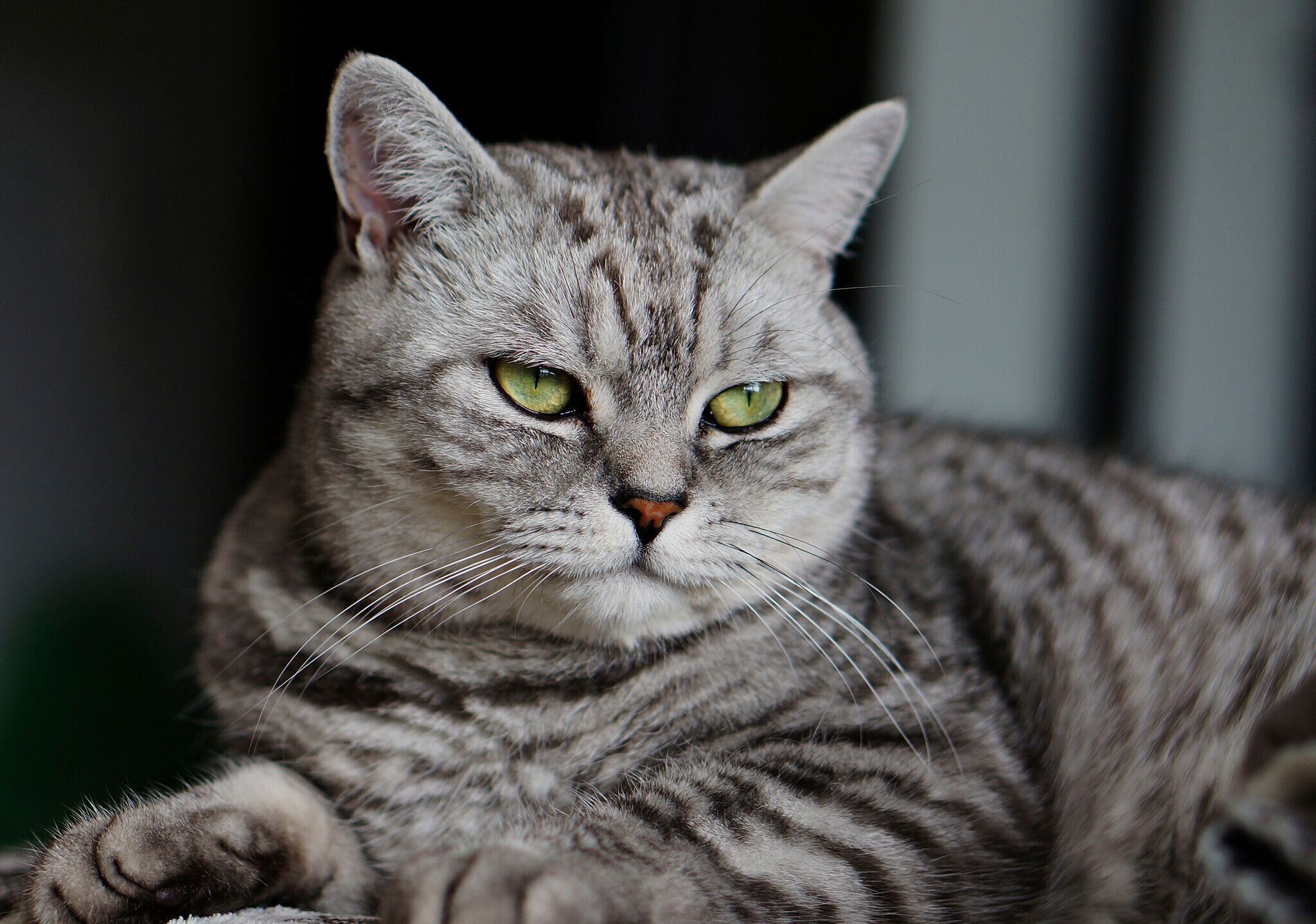くつろぐ猫