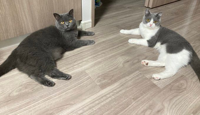 くつろいでいる2匹のブリティッシュショートヘア