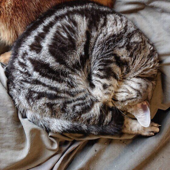 丸くなる猫（アメリカンショートヘア、メス）