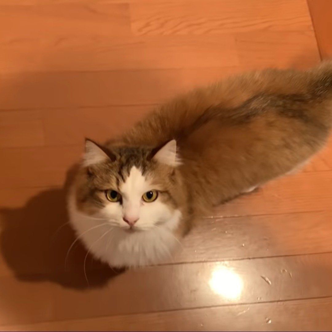 お出迎えする秀吉くん