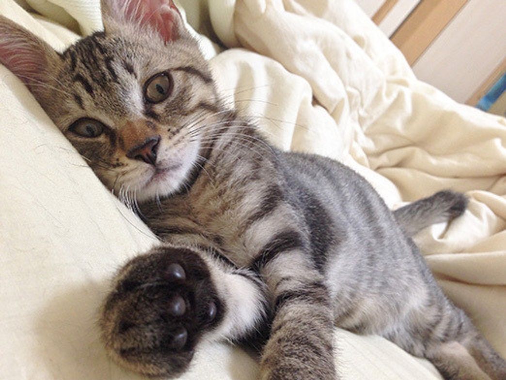 新たな猫家族5 残念なイケメン猫 揺るぎなきセツstyle Vol 21 ねこのきもちweb Magazine 新たな猫家族5 残念なイケメン猫 揺るぎなきセツstyle Vol 21 ねこのきもちweb Magazine