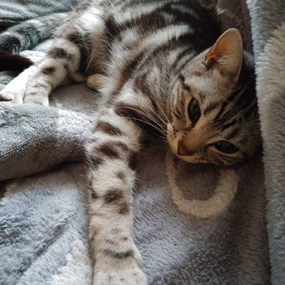 のんびりするボストンちゃん