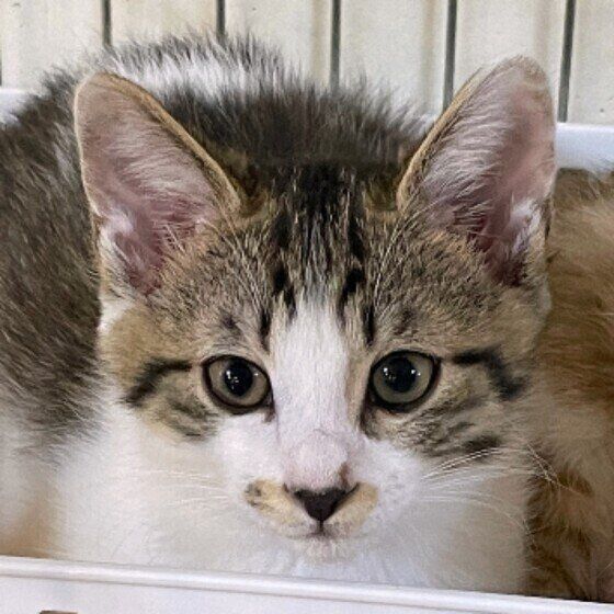 カメラ目線のキジトラ猫