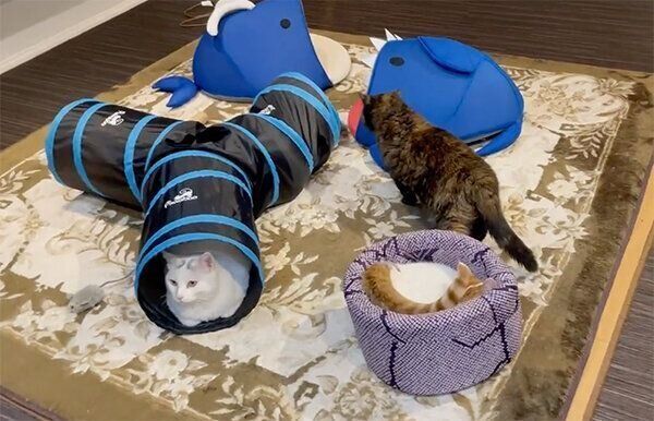 チロルくんと猫たち