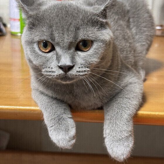 スコティッシュフォールドのここあちゃん