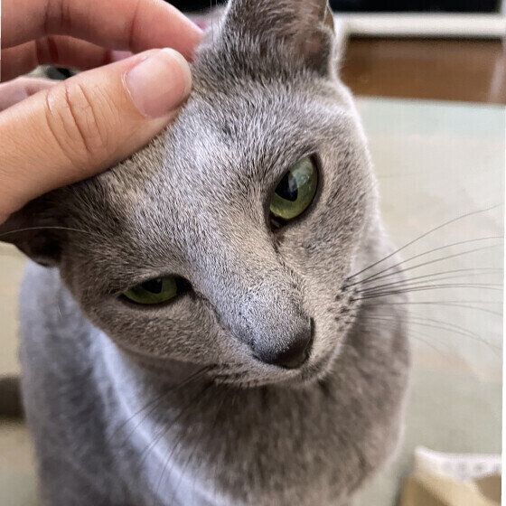 ロシアンブルーの瑠宇（るう）  ちゃん