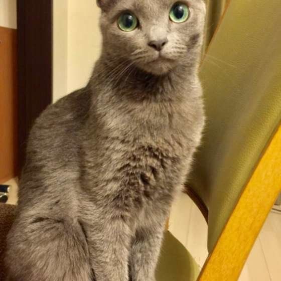 ロシアンブルーシオンくん