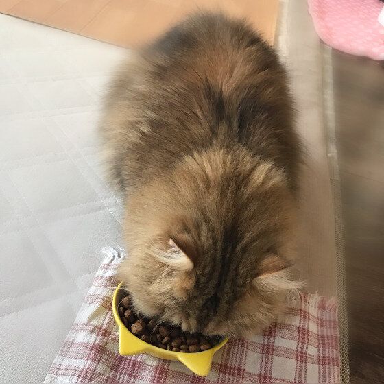 キャットフードを食べるペルシャのチェリーくん