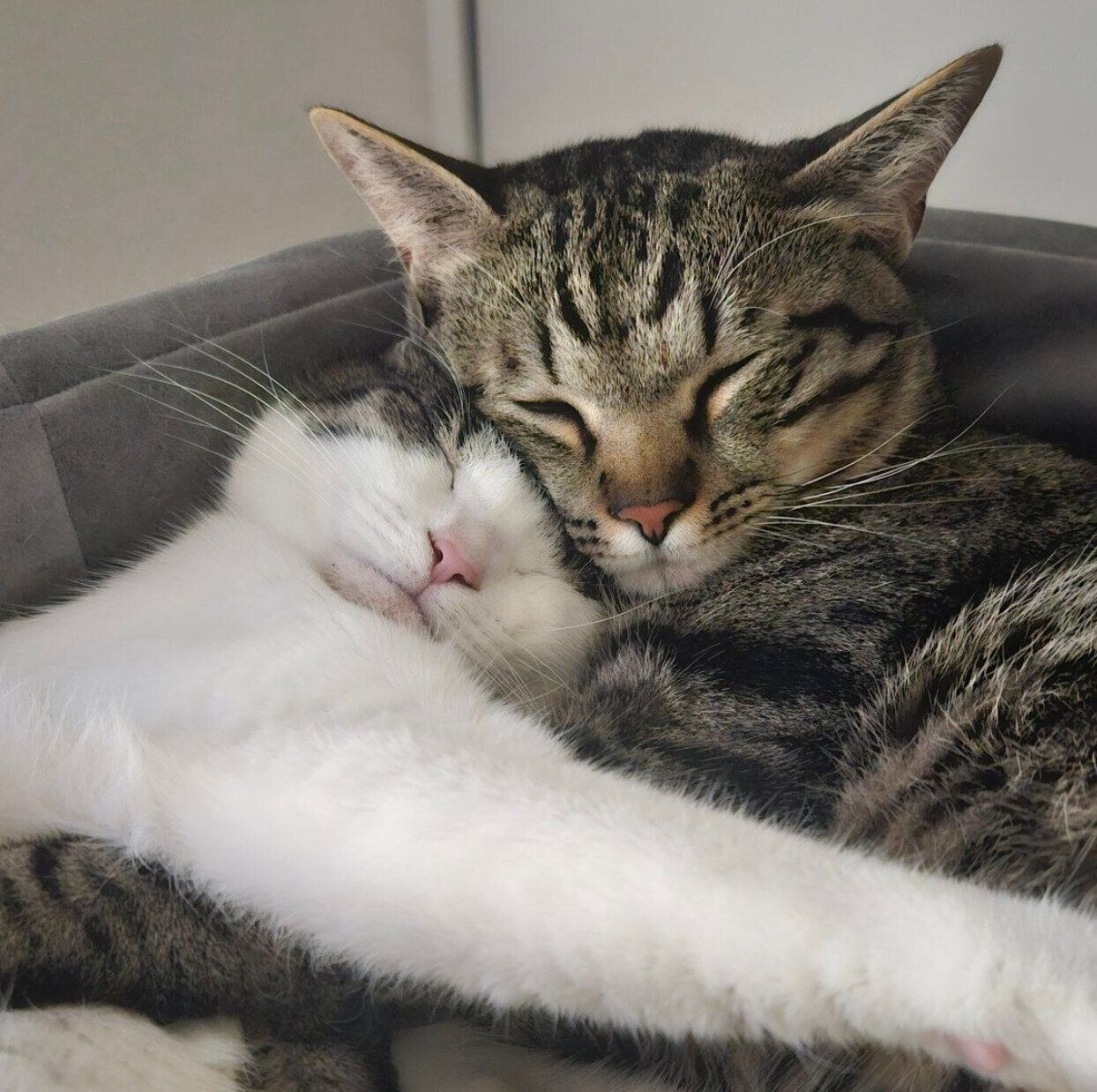 ぎゅっとくっつくくるみちゃん、とらくん
