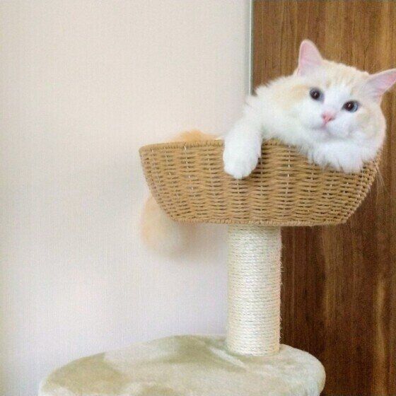 キャットタワーでくつろぐラグドール
