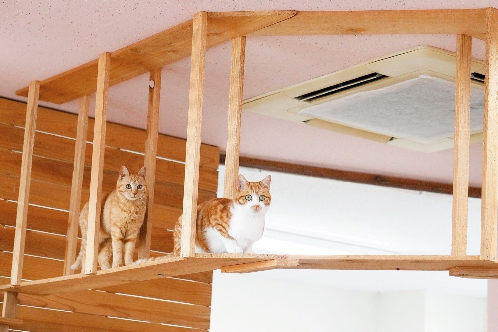 撮影／後藤さくら