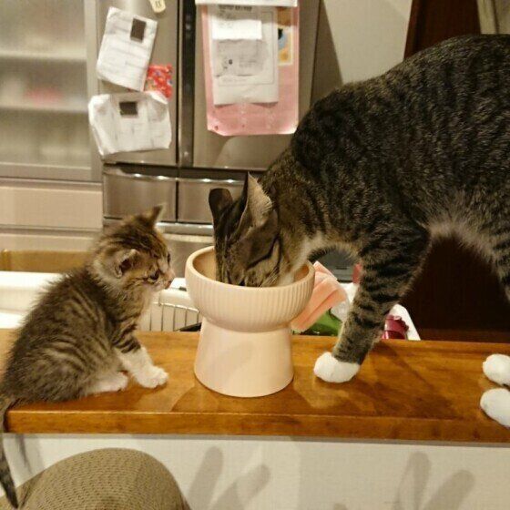 キジトラ猫のころんちゃんとオウガちゃん