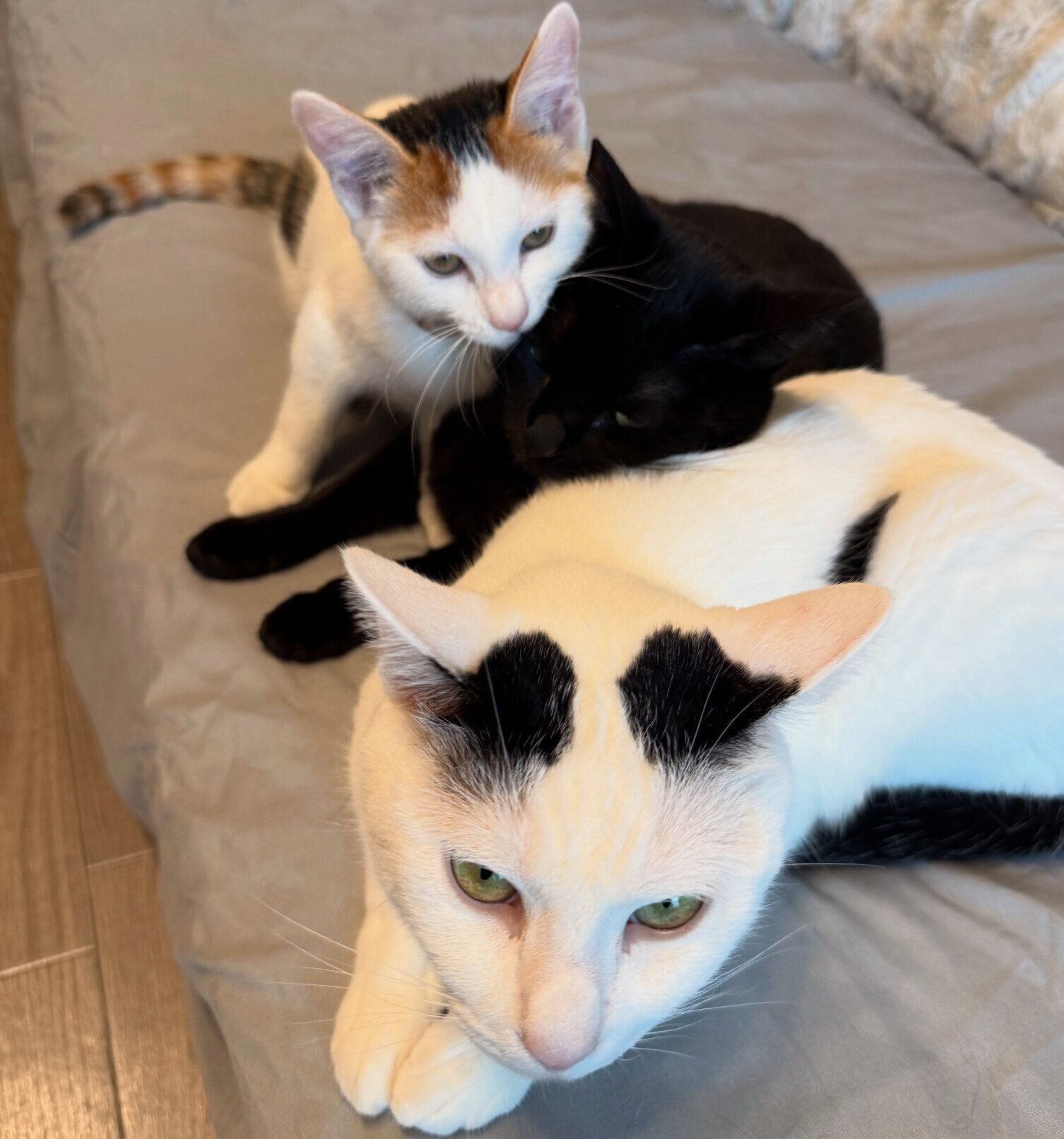 くっつくおこわちゃん、おこめちゃん、おはぎちゃん