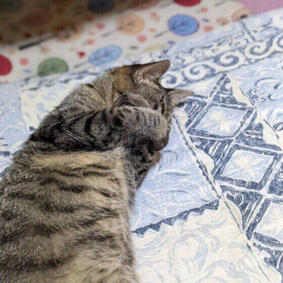 Mix（キジトラ）のはるちゃん♪