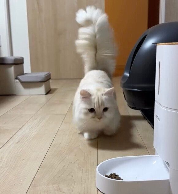 ダッシュでごはんのところまで行くmielくん