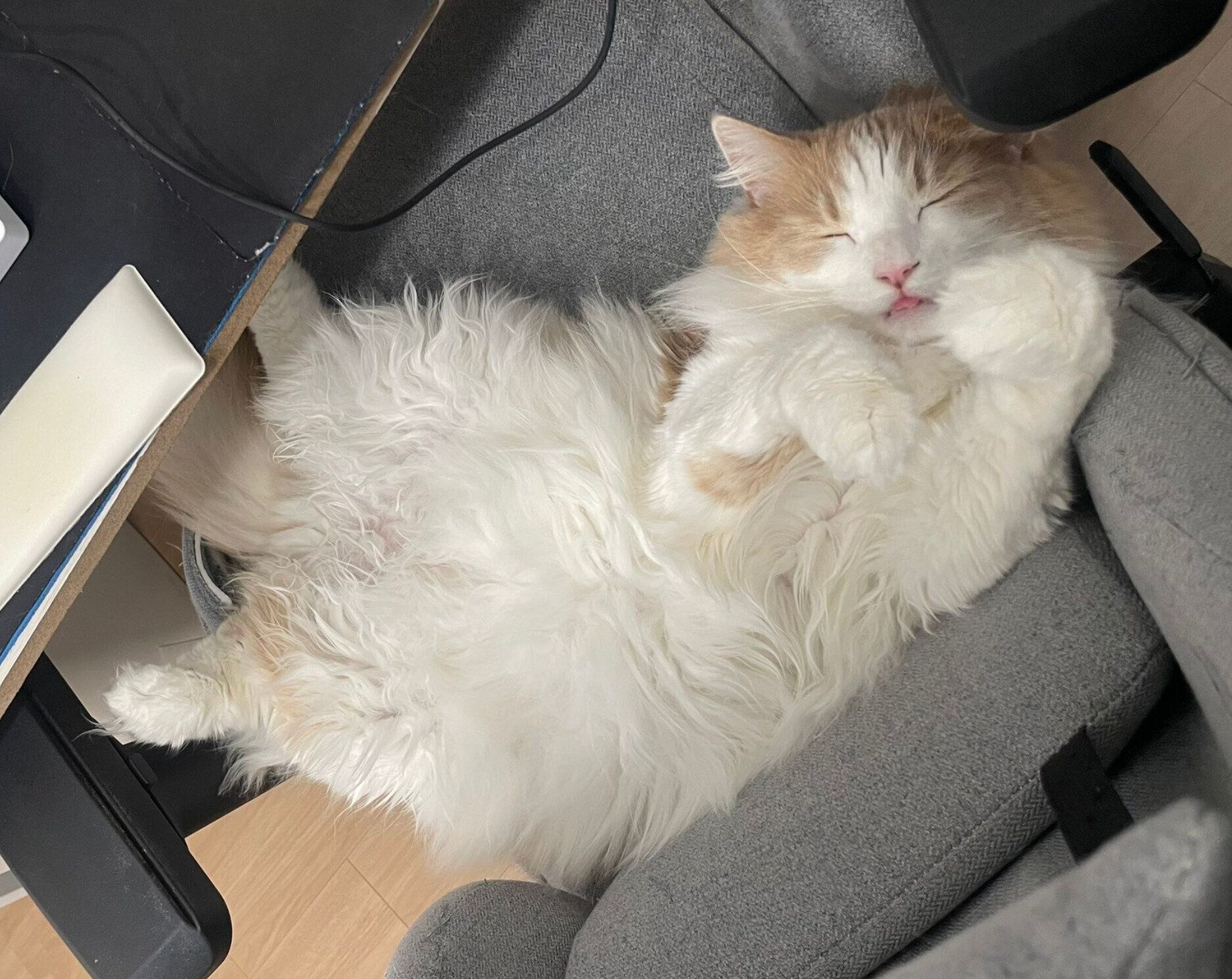 椅子の上で爆睡する博士くん