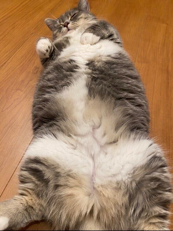 立派に成長したもふもふのトロロこんぶちゃん