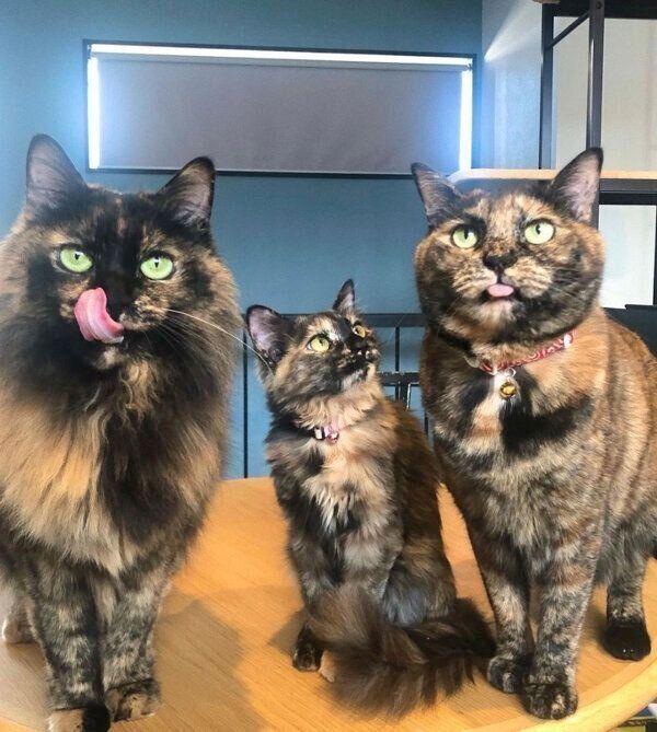 わらびちゃん、のりちゃん、ぼんちゃん