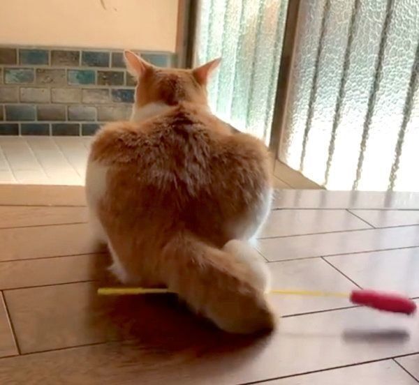 セルフ猫じゃらしをする猫