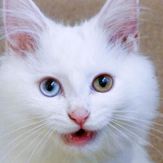 おねだりで鳴くマンチカン