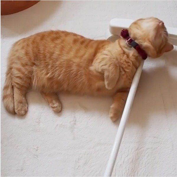 マンチカンのココちゃん