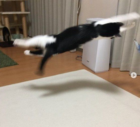 横に飛んでる白と黒の猫
