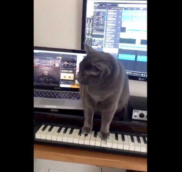 キーボードの上に乗るバーちゃん