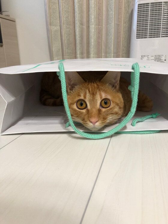 ナミヘイくんのかくれんぼ